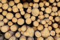 Deforestation. Logging ÃÂoniferous trees. ÃÂ¡ut timber logs background. Wood is a renewable source of energy